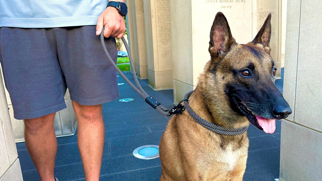 Leash Manners 101: How to Stop Pulling Without Harsh Collars