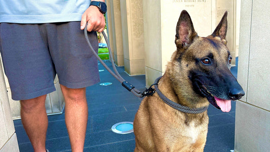 Leash Manners 101: How to Stop Pulling Without Harsh Collars